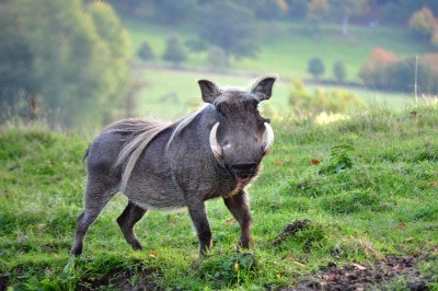 boar