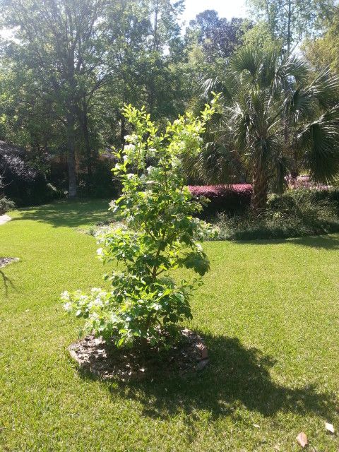 Chionanthus retusus,aka Old Man's Beard